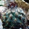 Turbinicarpus _viereckii_ Lau1159 _01